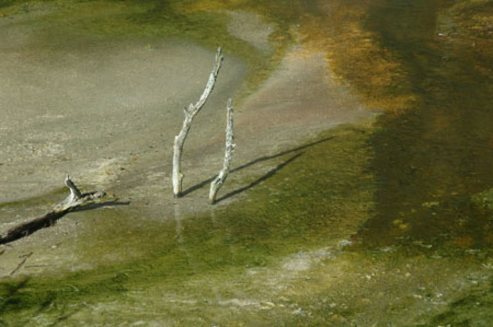 Site de Whakarewarewa