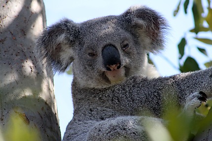 Koala sauvage