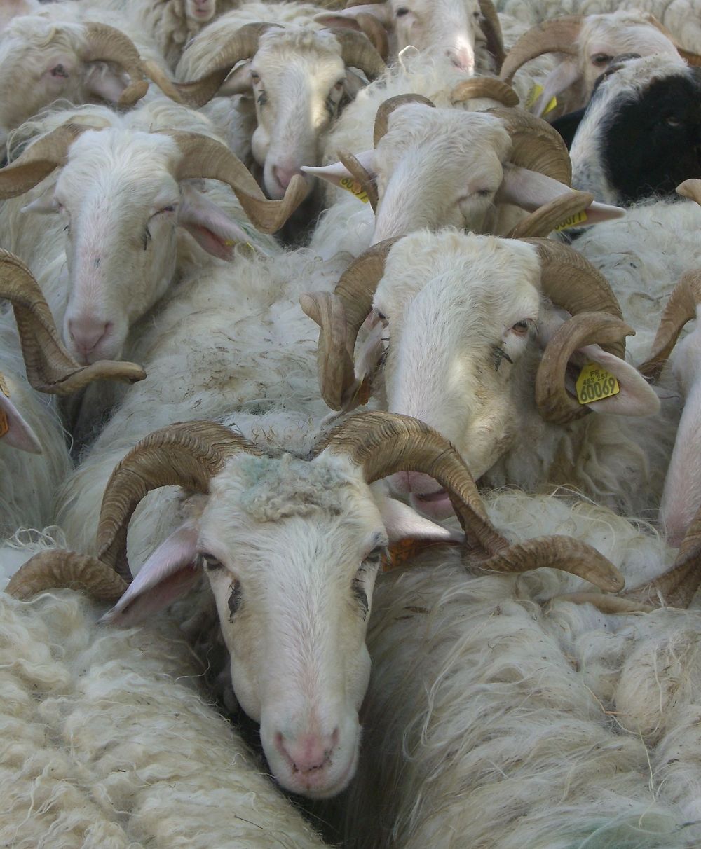 Fête du fromage à Laruns