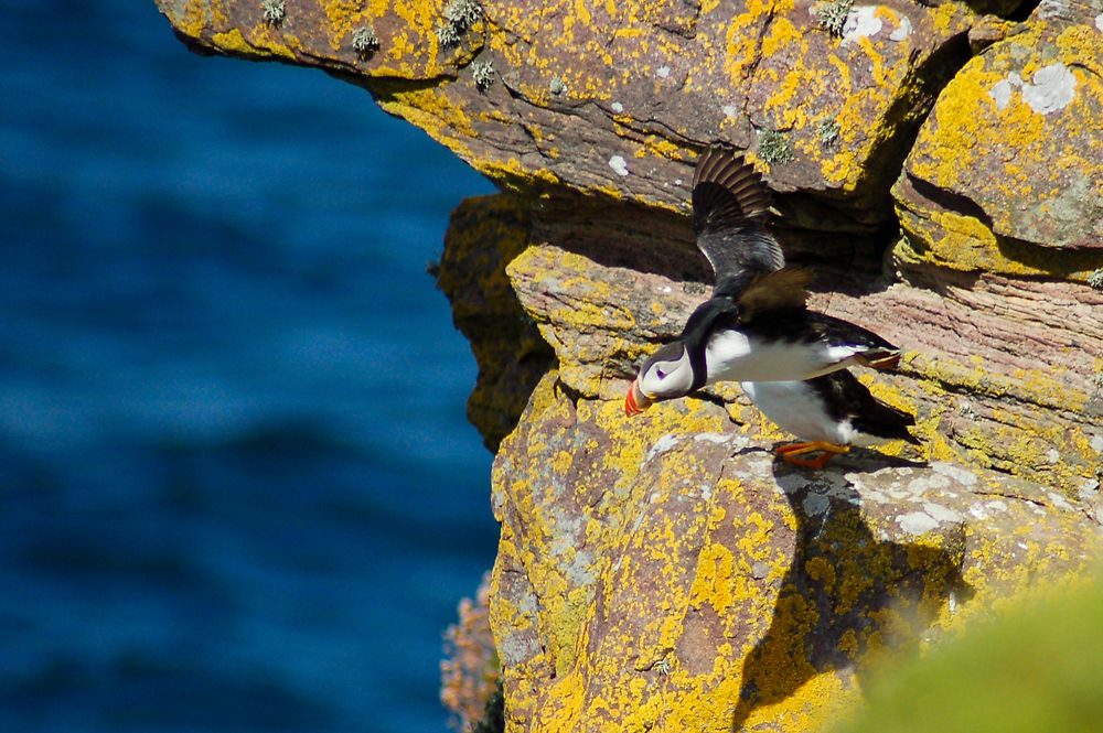 Puffins à Handa Island