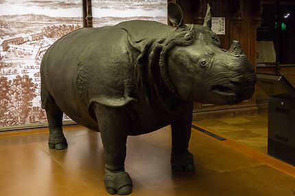 Galerie de l'Evolution, rhinocéros de Louis XV