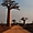 Allée des baobas à Madagascar