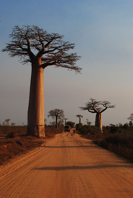Allée des baobas à Madagascar