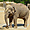 Un éléphant au zoo de la Palmyre
