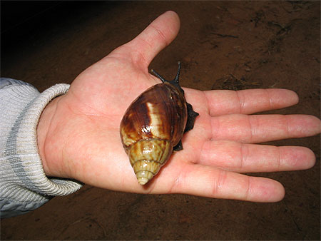 Escargot géant africain Escargot géant africain