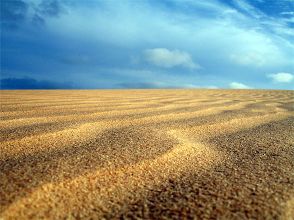 Sable in Mozambique