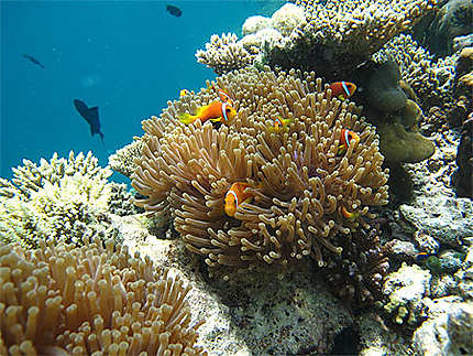 Poisson clown et anémone parmi les coraux