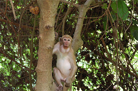 Singes en liberté à Erawan