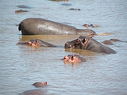 Le bain des hippos
