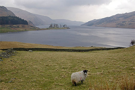 Mouton devant Haweswater Mouton devant Haweswater
