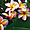 Fleurs de frangipaniers