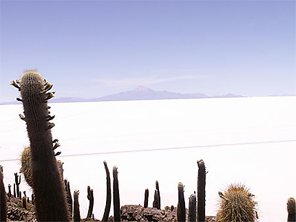 Salar d'Uyuni - Isla Pescado