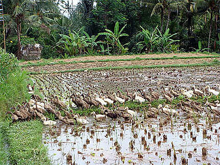 Canards dans les rizières