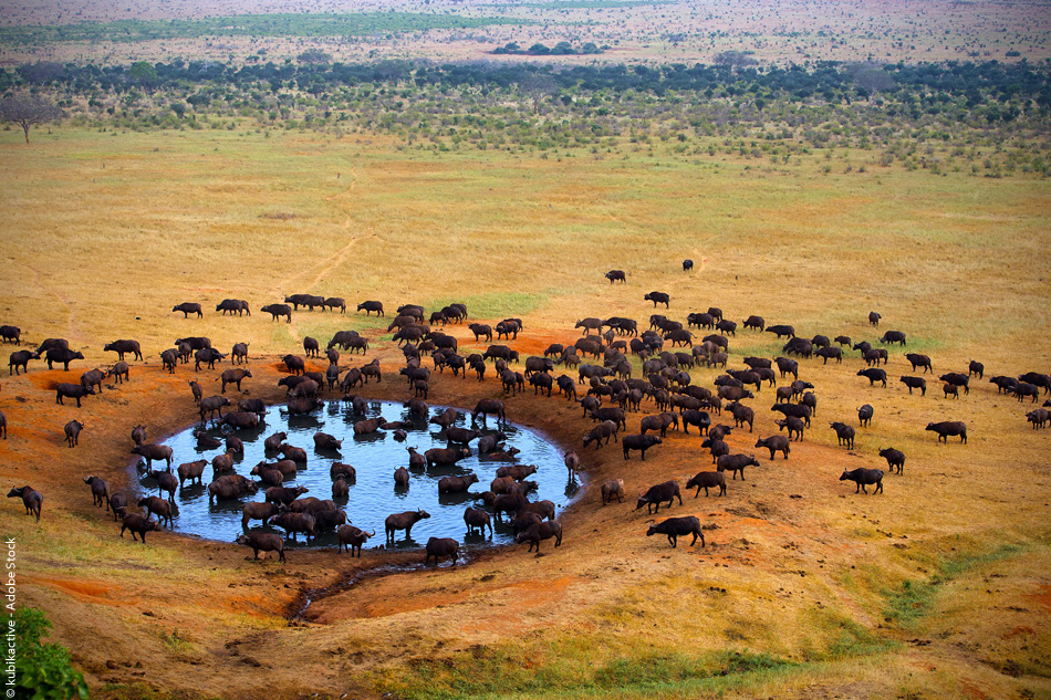 Parcs et réserves du Kenya : La réserve du Masai Mara : l'apothéose du  safari - Routard.com