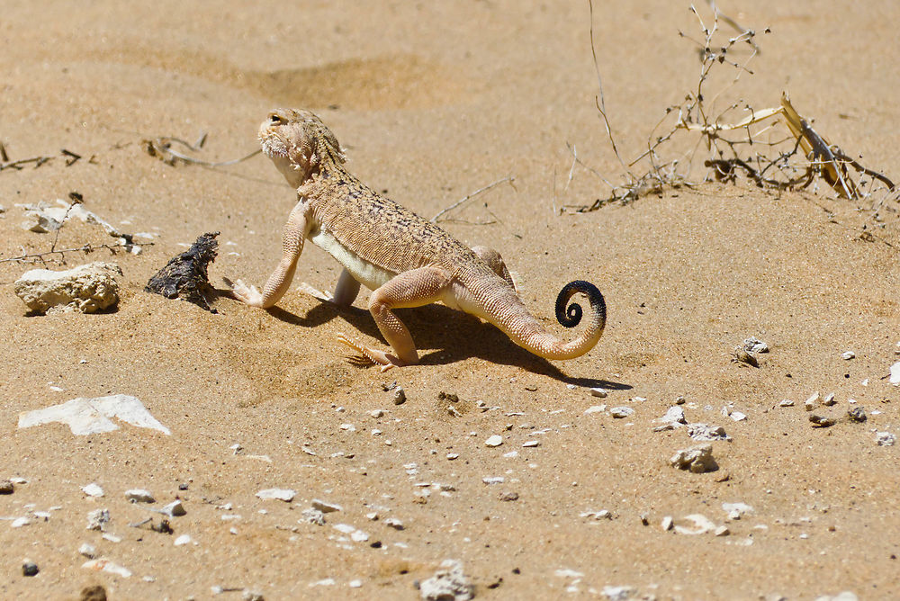 Lézard dans le désert