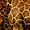 Galerie de l'Evolution, détail peau de girafes