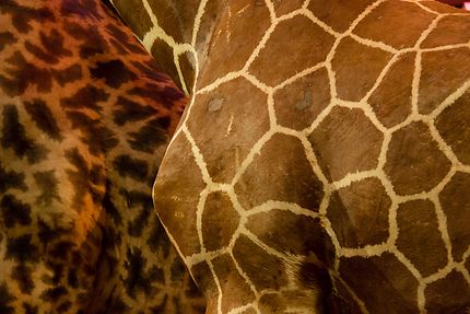 Galerie de l'Evolution, détail peau de girafes