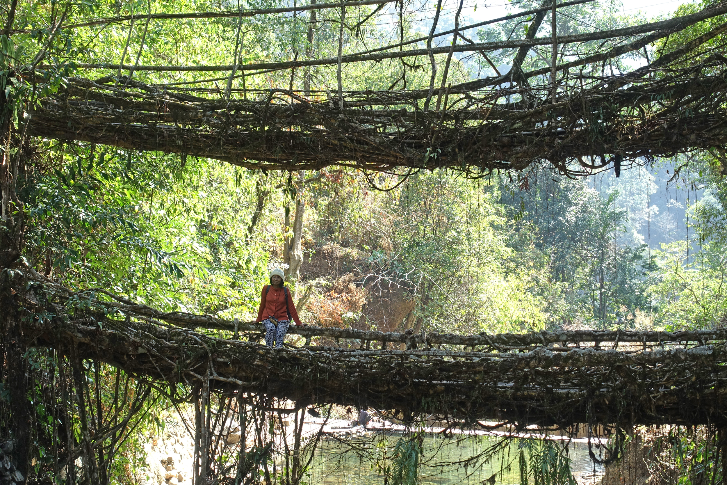 Living Root Bridge (ponts de racines vivantes) Living Root Bridge (ponts de racines vivantes)