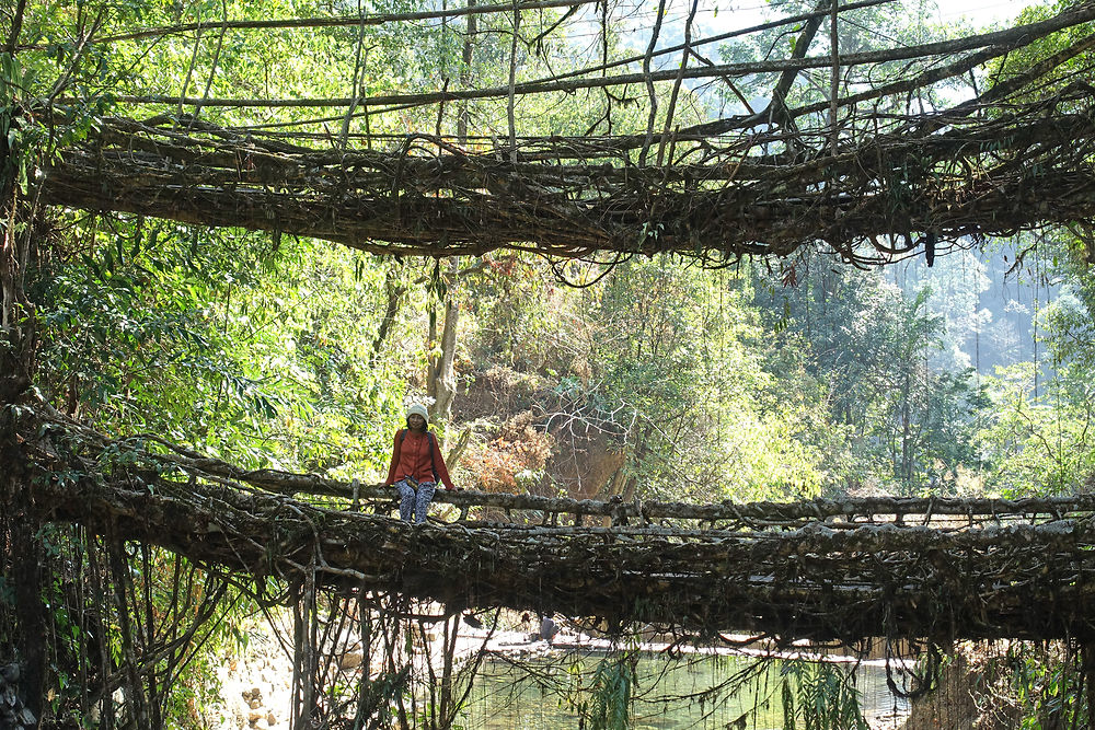 Living Root Bridge (ponts de racines vivantes)