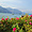 Lago di Garda (lac de Garde)