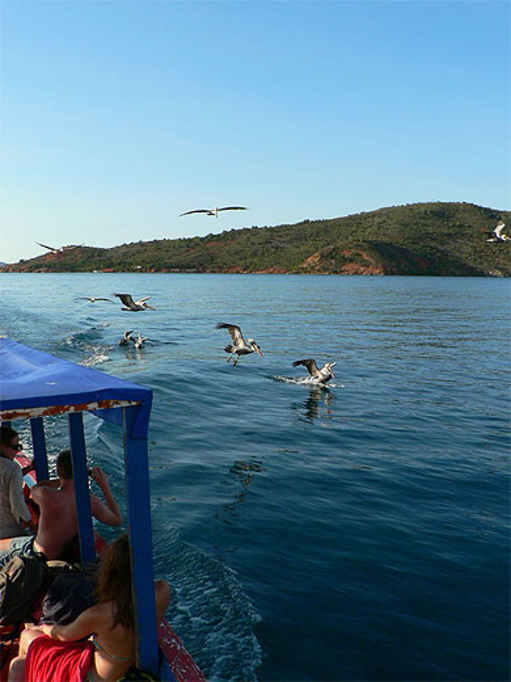 Vol de Pelicans