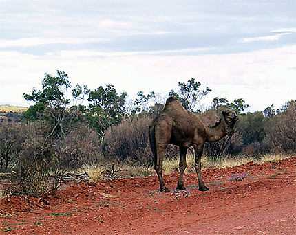 Dromadaire de l'Outback