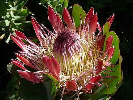 Un protea du kirstenbosch garden