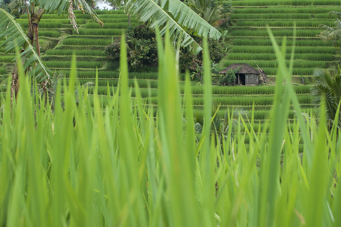 Rizières de Jatiluwih Rizières de Jatiluwih