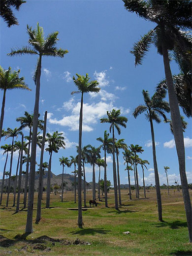 Palmeraie Palmeraie