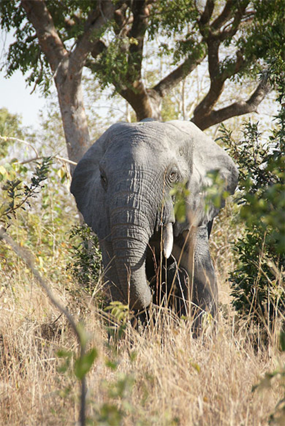 Les premiers éléphants!!