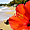 Flower in the beach