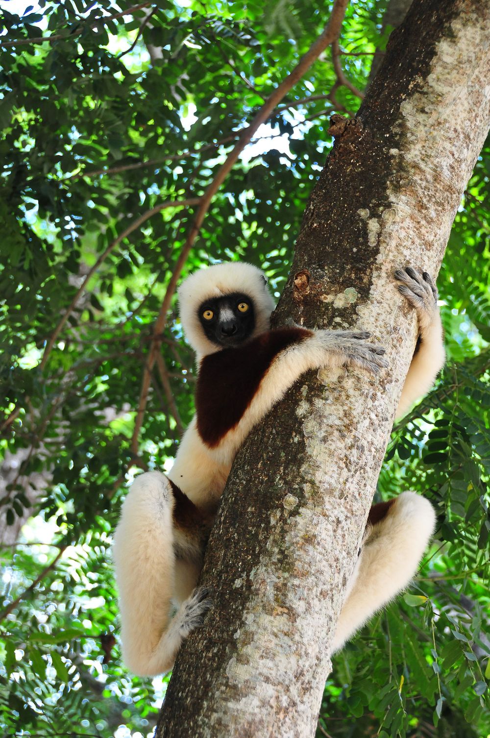 Lémurien - Parc national d'Ankarafantsika