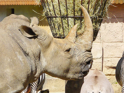 Un rhinocéros au zoo de la Palmyre