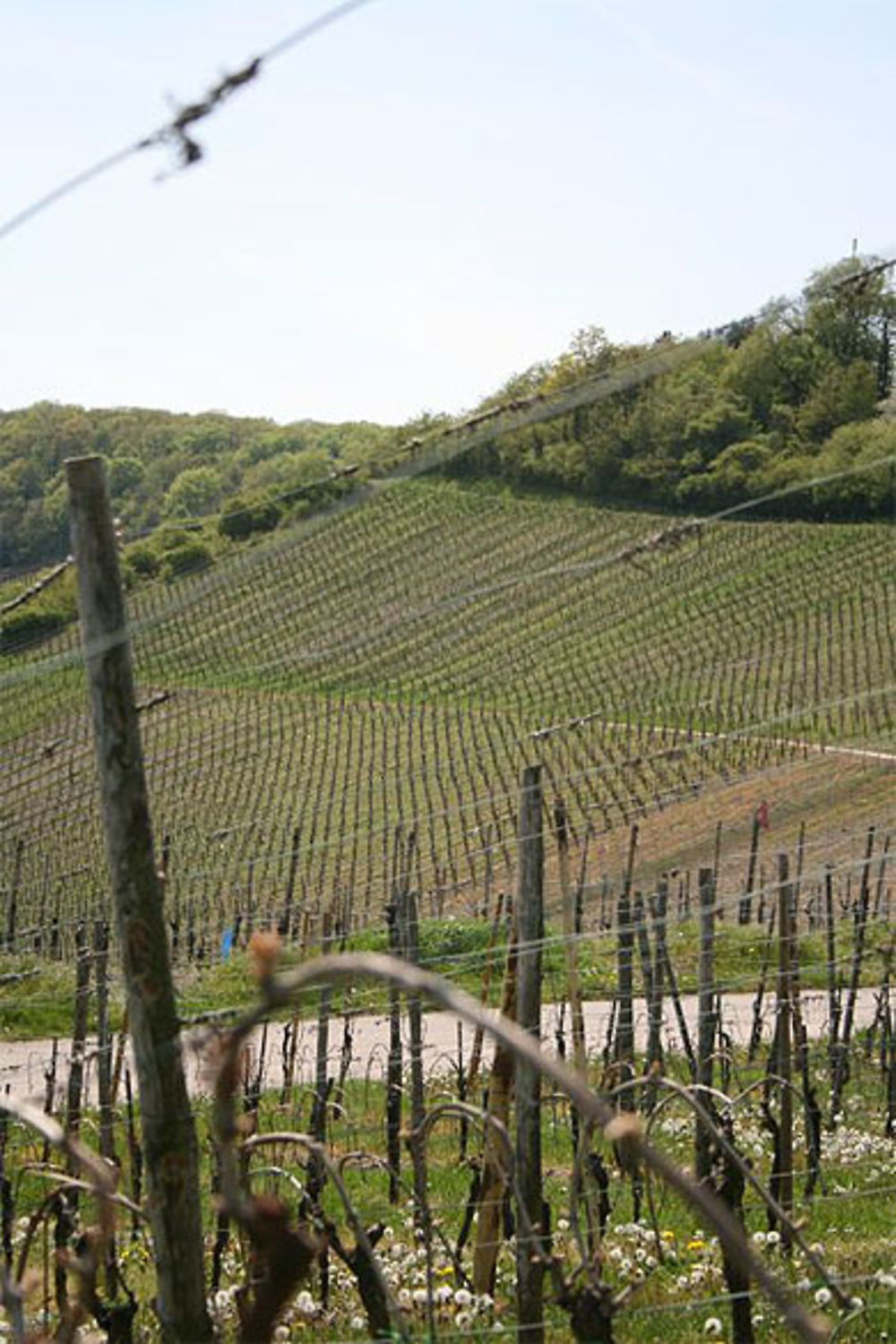 Vignes - Moselle - Luxembourg