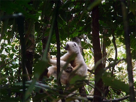 Madagascar côte est Madagascar côte est