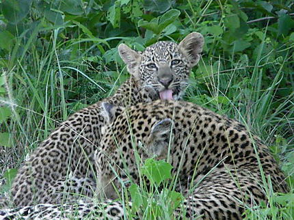 Maman léopard et son petit