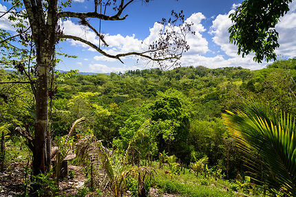 Sous les tropiques... la jungle, Montego Bay