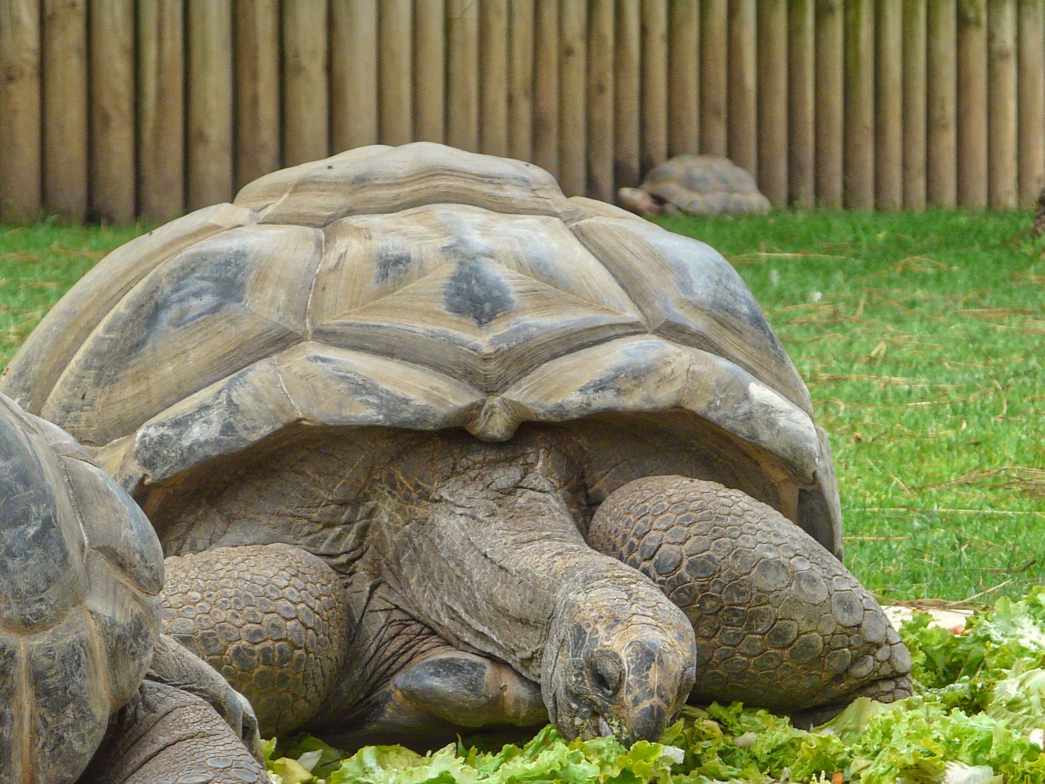 Tortue géante au zoo de la Palmyre Tortue géante au zoo de la Palmyre