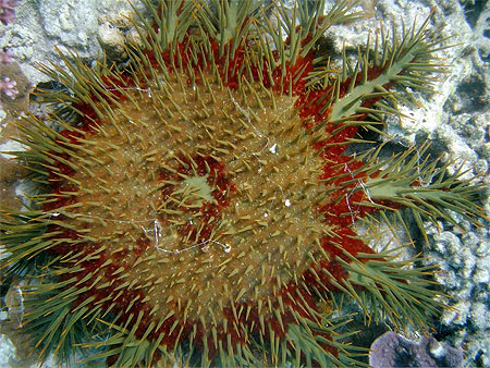 Drole d'etoile de mer Drole d'etoile de mer