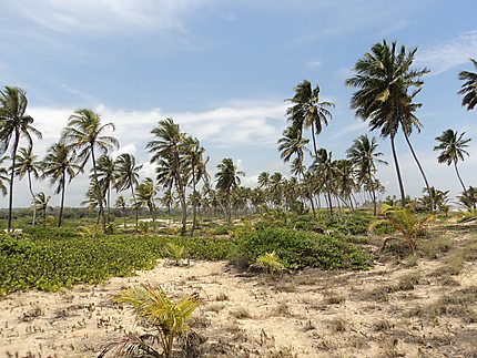 Cocotiers sur la Estrada do Coco à Costa do Sauipe