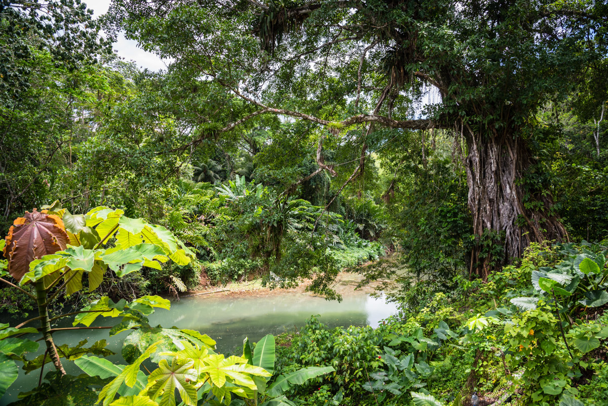 Great River à Montego Bay, Jamaïque Great River à Montego Bay, Jamaïque