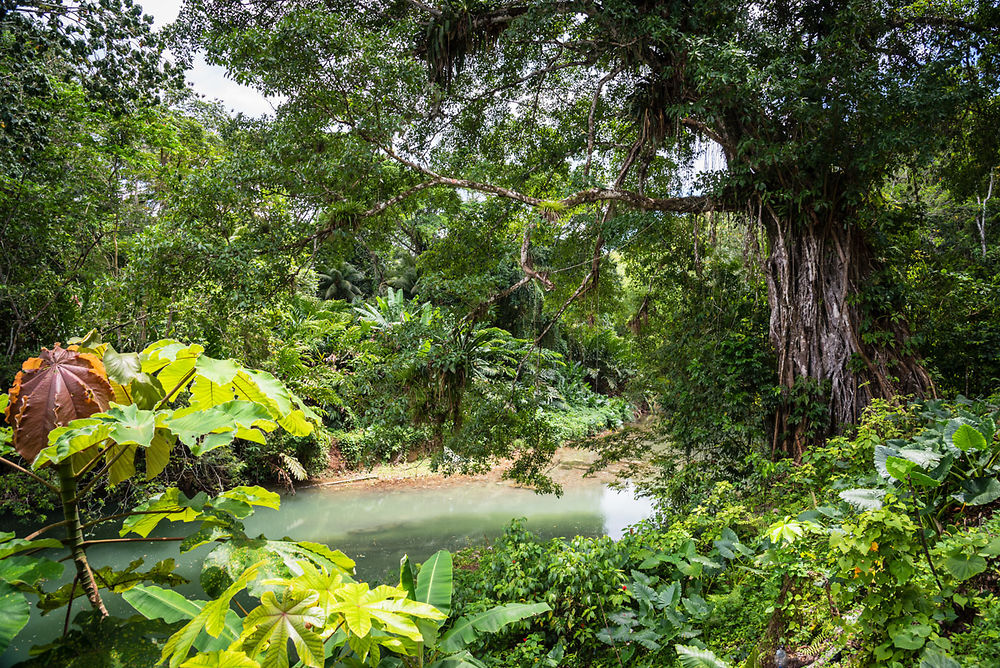 Great River à Montego Bay, Jamaïque