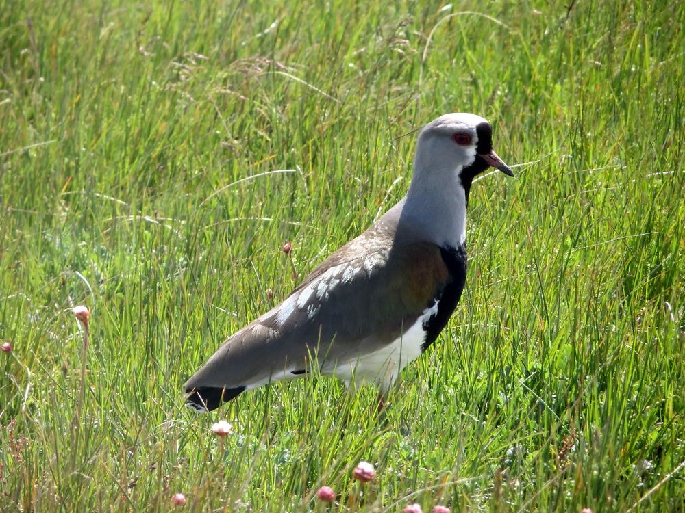 Oiseau de la Laguna Nimez