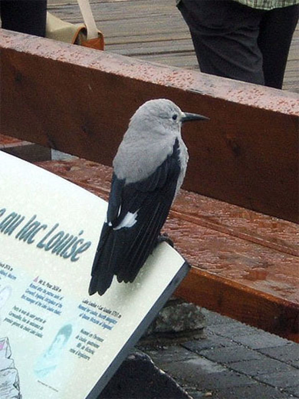 Oiseau au Lake Louise