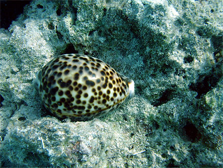 Coquillage Coquillage