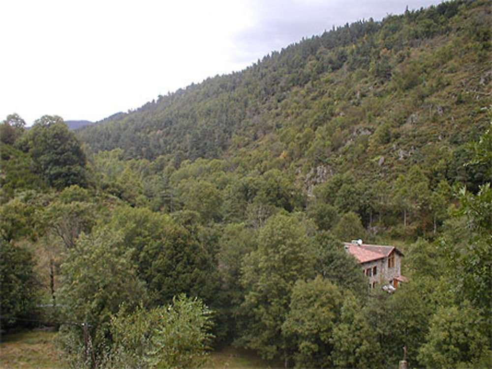 Forêt ardéchoise