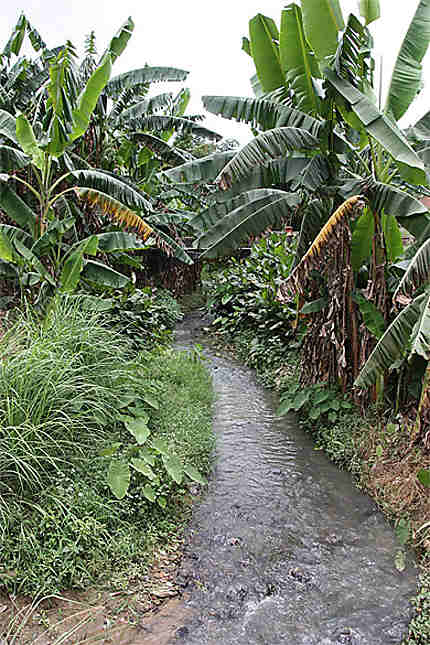 Hongkeng - Petit ruisseau parmi les bananiers