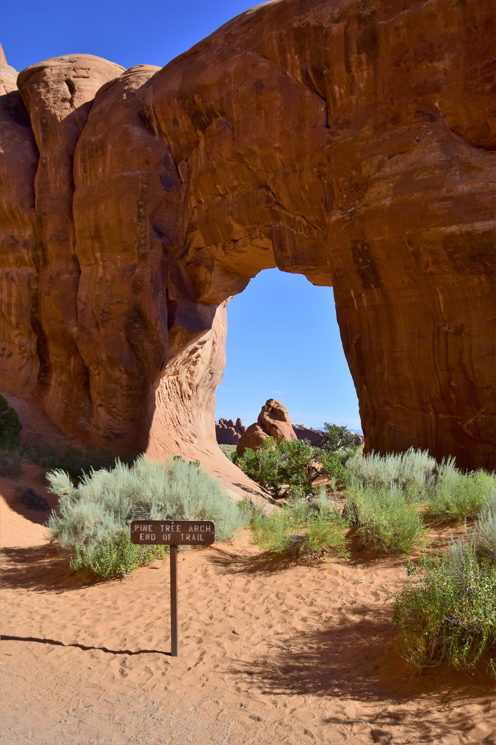 Pine Tree Arch Pine Tree Arch