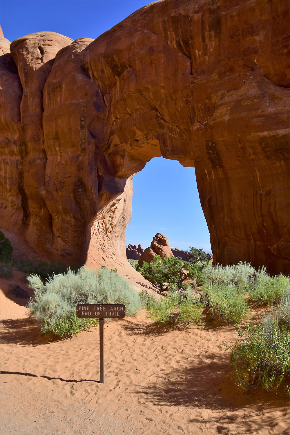 Pine Tree Arch