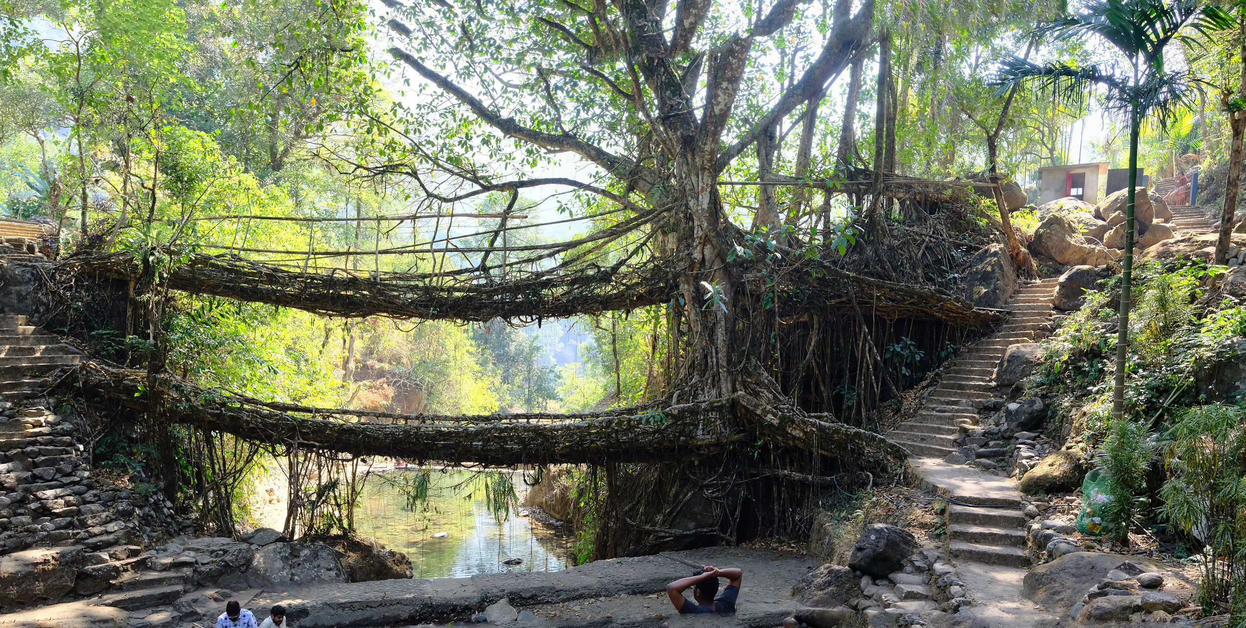Living root bridge à Cherrapunji, Inde